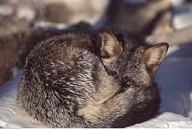 SteamDB数据现端倪 《麻布仔大冒险》或即将上架Steam 