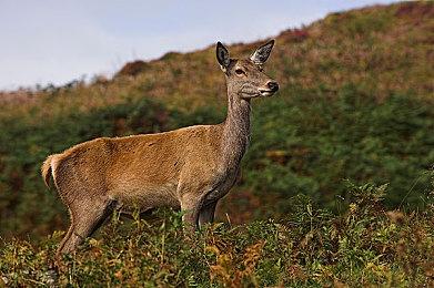 台厂财报暗示Switch 2卡带或新增存储容量规格